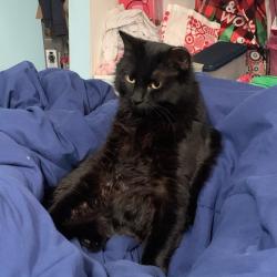 Lost Female Cat last seen 9 mile and toepher, Warren, MI 48089