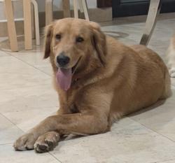 Reunited Male Dog last seen Last seen near 1641 Pacific Rim Ct, Suite D, in the Otay Mesa industrial area of San Diego, CA 92154, San Diego, CA 92154