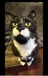Lost Male Cat last seen Williamsburg 32821, Orlando, FL 32821