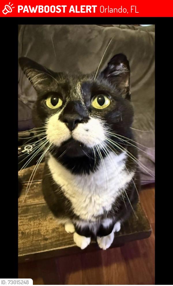 Lost Male Cat last seen Williamsburg 32821, Orlando, FL 32821