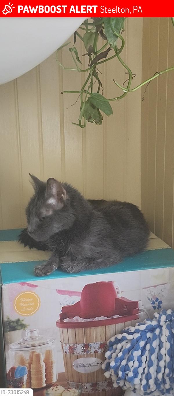 Lost Female Cat last seen Mohn Street, Steelton, PA 17113