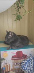 Lost Female Cat last seen Mohn Street, Steelton, PA 17113
