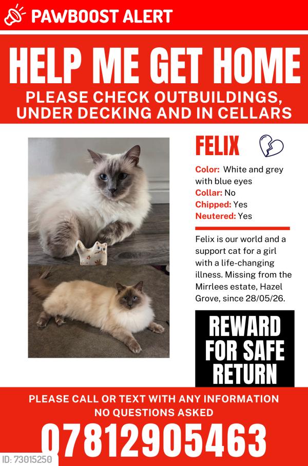 Lost Male Cat last seen Mirrlees fields, Hazel Grove, England SK7 5EE