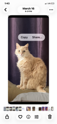 Reunited Female Cat last seen Sunrise Blvd./Greenback ln. Near Tempo park, Citrus Heights, CA 95610