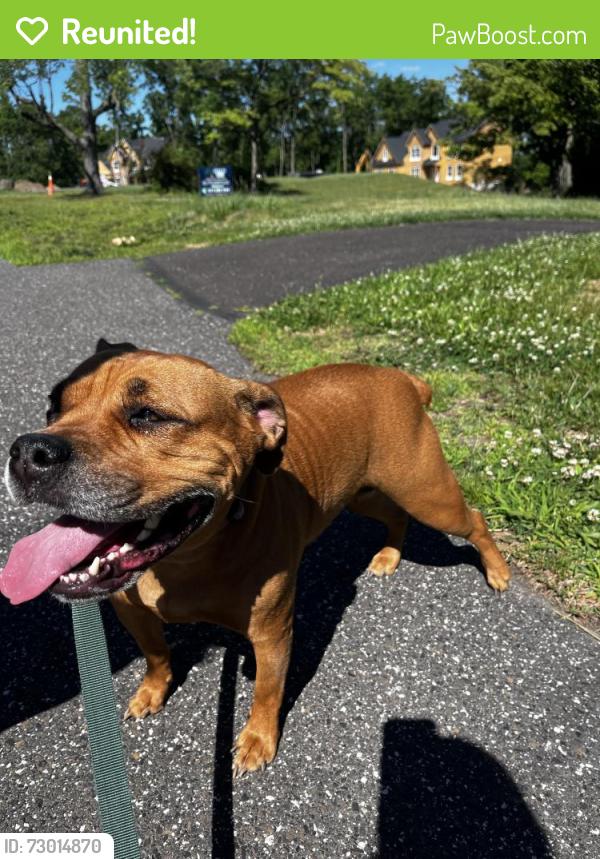 Reunited Female Dog last seen Germantown pike and trooper road, Fairview Village, PA 19403