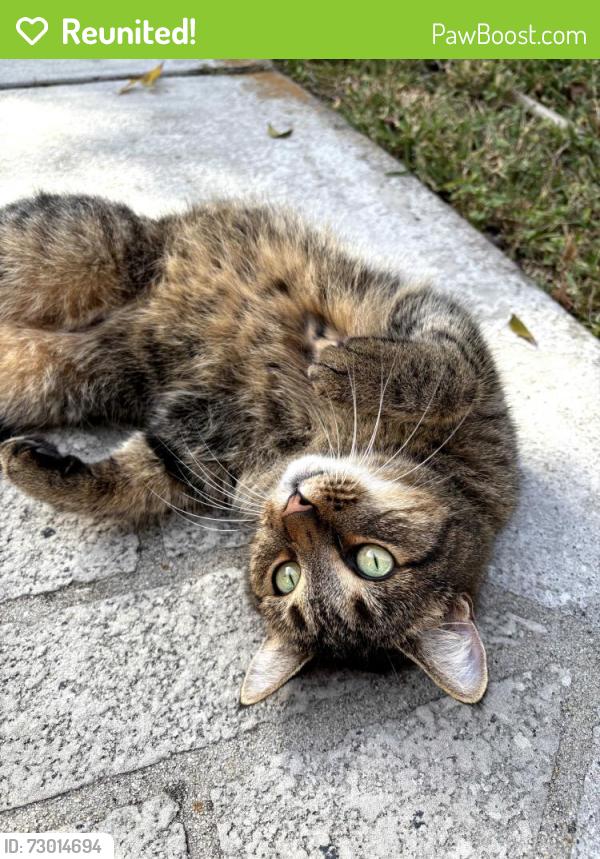 Reunited Female Cat last seen Indian river blvd, Edgewater, FL 32132