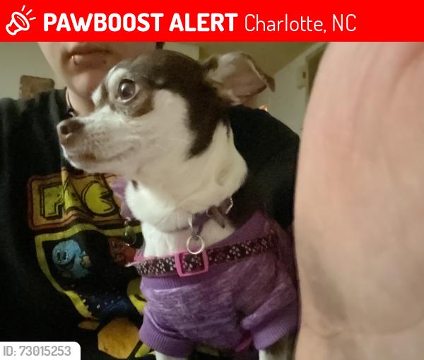 Lost Female Dog last seen Oakhaven dr, near sandy porter road, Charlotte, NC 28273