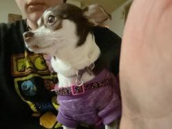 Lost Female Dog last seen Oakhaven dr, near sandy porter road, Charlotte, NC 28273