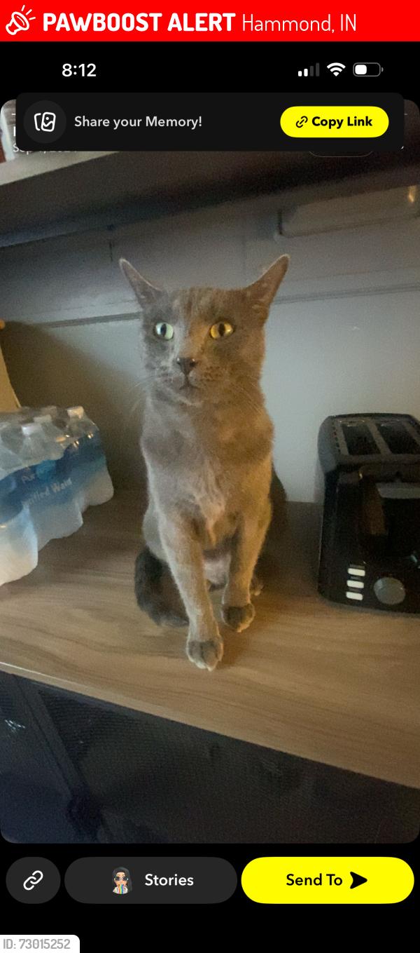 Lost Male Cat last seen Riverside, Hammond, IN 46324