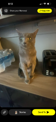 Lost Male Cat last seen Riverside, Hammond, IN 46324