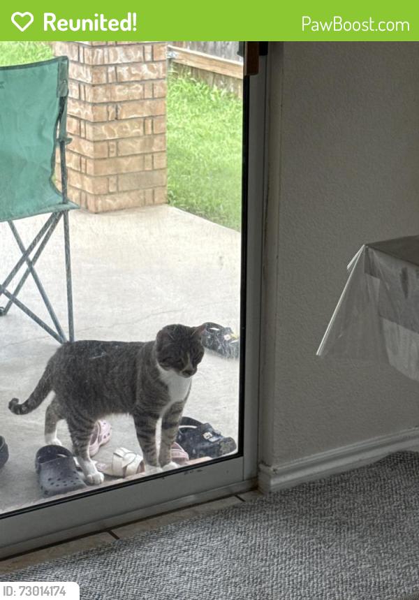Reunited Unknown Cat last seen Tehama Ridge pky, Fort Worth, TX 76177