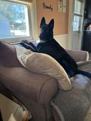Lost Female Dog last seen Harmony Rd and Ogletown Stanton rd, Newark, DE 19713