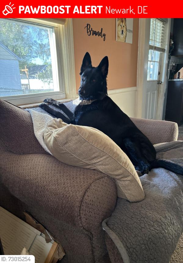 Lost Female Dog last seen Harmony Rd and Ogletown Stanton rd, Newark, DE 19713