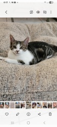 Lost Female Cat last seen Summit /congress ave, Palm Beach County, FL 33406