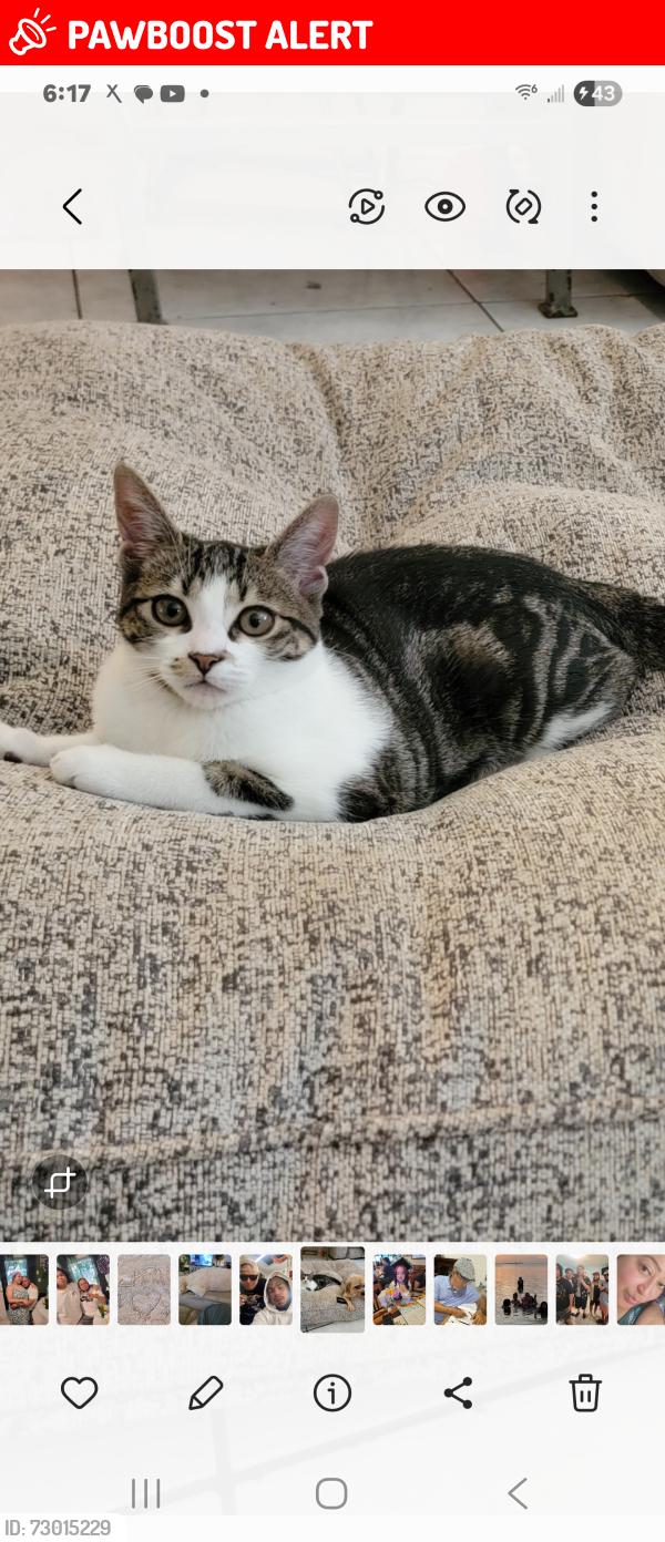 Lost Female Cat last seen Summit /congress ave, Palm Beach County, FL 33406