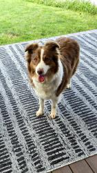 Found/Stray Female Dog last seen SR 234 and SR 9, Eden, IN 46040