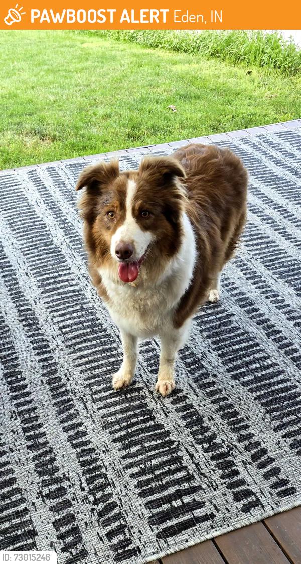 Found/Stray Female Dog last seen SR 234 and SR 9, Eden, IN 46040