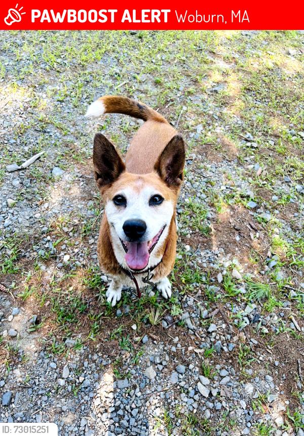 Lost Male Dog last seen Merry Cummings park , Woburn, MA 01801