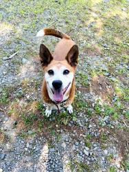 Lost Male Dog last seen Merry Cummings park , Woburn, MA 01801