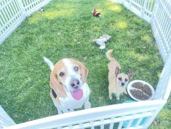 Reunited Male Dog last seen Santa Ana, CA, USA, Santa Ana, CA 92701
