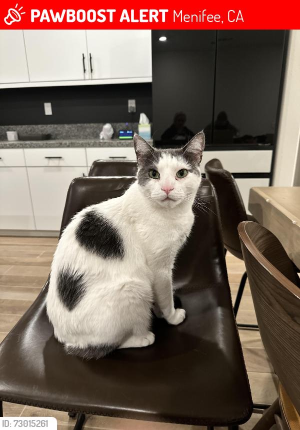 Lost Male Cat last seen Near Adrift Lane , Menifee, CA 92584
