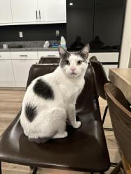 Lost Male Cat last seen Near Adrift Lane , Menifee, CA 92584