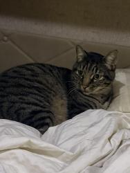 Lost Male Cat last seen Wheatland Ave/Art St, Los Angeles, CA 91040