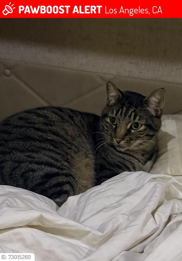 Lost Male Cat last seen Wheatland Ave/Art St, Los Angeles, CA 91040