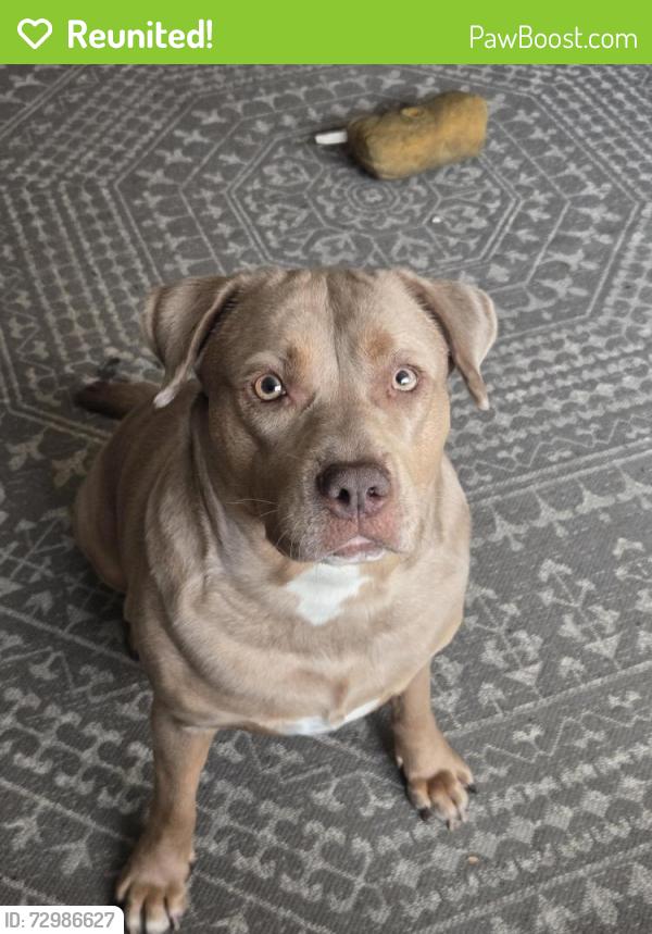 Reunited Female Dog last seen Sullivan Road , Tallahassee, FL 32310