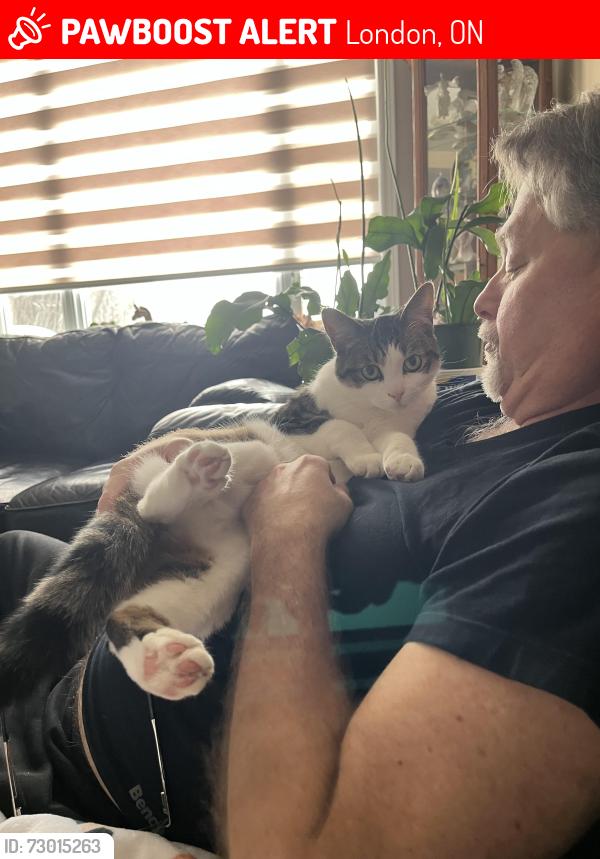 Lost Male Cat last seen Highbury/Fanshawe, London, ON 
