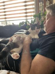 Lost Male Cat last seen Highbury/Fanshawe, London, ON 