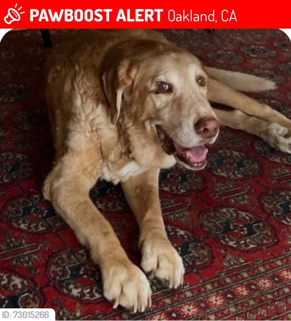 Lost Male Dog last seen Caldecott Lane & Tunnel Road, Oakland, CA 94618