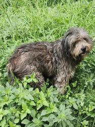 Shelter Stray Male Dog last seen ST JAMES ST AND CENTER ST, 4710 TX-151, San Antonio, TX 78227, USA