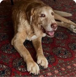 Lost Male Dog last seen Caldecott Lane & Tunnel Road, Oakland, CA 94618
