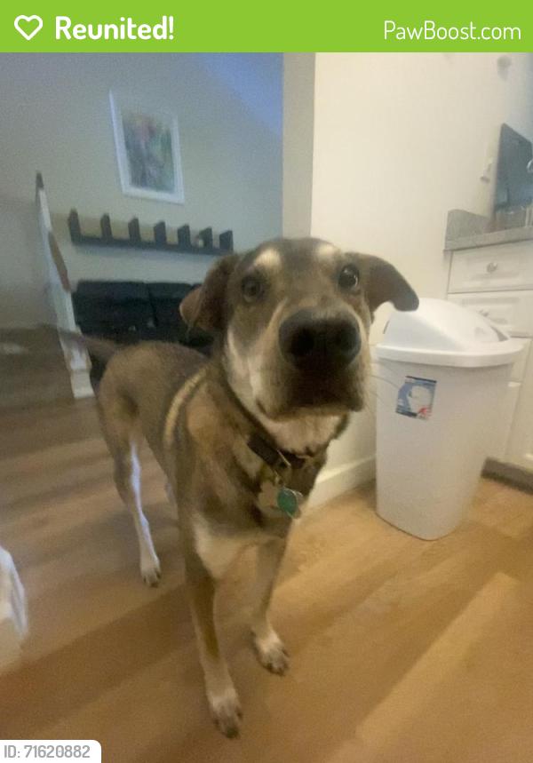 Reunited Male Dog last seen Near W Cocoa Beach Cswy Cocoa Beach, FL 32931 United States, Cocoa Beach, FL 32931