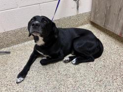 Shelter Stray Male Dog last seen Near BLOCK S NEVADA AVE, COLORADO SPRINGS CO 80903, 610 Abbot Ln, Colorado Springs, CO 80905, USA