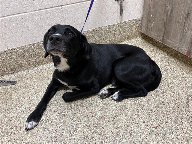 Shelter Stray Male Dog last seen Near BLOCK S NEVADA AVE, COLORADO SPRINGS CO 80903, 610 Abbot Ln, Colorado Springs, CO 80905, USA