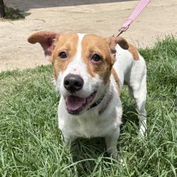 Shelter Stray Male Dog last seen , 4710 TX-151, San Antonio, TX 78227, USA