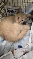 Shelter Stray Female Cat last seen Near BLOCK W ASHBY PL, 4710 TX-151, San Antonio, TX 78227, USA