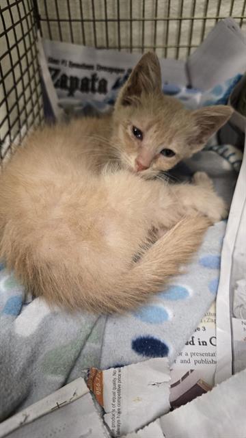 Shelter Stray Female Cat last seen Near BLOCK W ASHBY PL, 4710 TX-151, San Antonio, TX 78227, USA