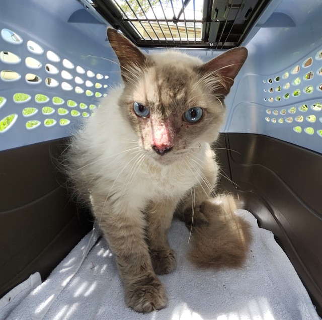Shelter Stray Female Cat last seen , 4710 TX-151, San Antonio, TX 78227, USA