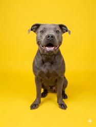 Shelter Stray Male Dog last seen Near BLOCK POTOMAC AVE, 2020 Forest St, Jacksonville, FL 32204, USA