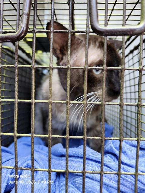Shelter Stray Male Cat last seen KENSINGTONE, 4710 TX-151, San Antonio, TX 78227, USA