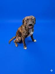 Shelter Stray Male Dog last seen E 13TH ST, 2020 Forest St, Jacksonville, FL 32204, USA