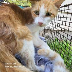 Shelter Stray Male Cat last seen Near BLOCK VERNE, 4710 TX-151, San Antonio, TX 78227, USA