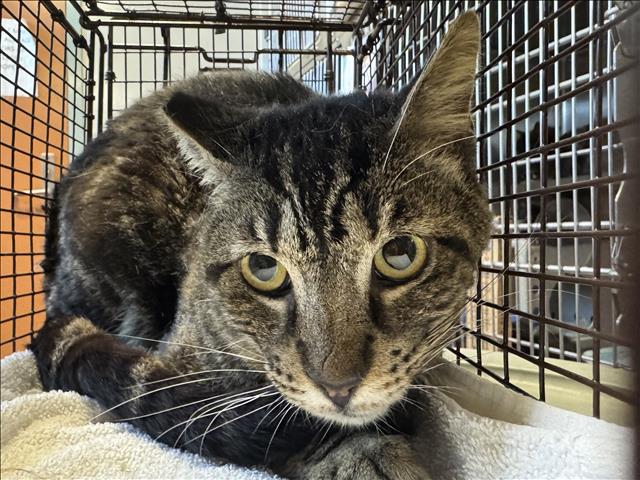 Shelter Stray Male Cat last seen , 957 N Gaffey St, San Pedro, CA 90731, USA