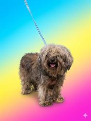 Shelter Stray Female Dog last seen Near BLOCK LOCKHART DR, 2020 Forest St, Jacksonville, FL 32204, USA