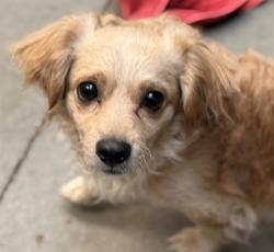 Shelter Stray Male Dog last seen , 4000 N Silverbell Rd, Tucson, AZ 85745, USA