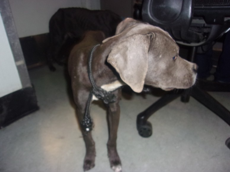 Shelter Stray Male Dog last seen , 14409 Vanowen St, Van Nuys, CA 91405, USA