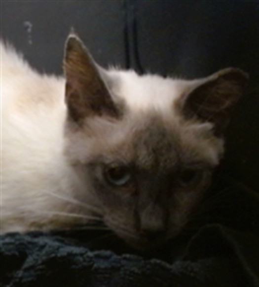 Shelter Stray Unknown Cat last seen Near BLOCK SW 45TH ST, 2811 SE 29th St, Oklahoma City, OK 73129, USA